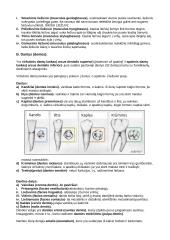 Vidaus organai 4 puslapis