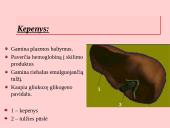 Fermentai. Virškinimo ypatumai  16 puslapis