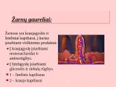 Fermentai. Virškinimo ypatumai  18 puslapis