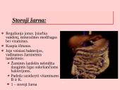 Fermentai. Virškinimo ypatumai  19 puslapis