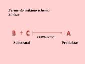 Fermentai. Virškinimo ypatumai  5 puslapis