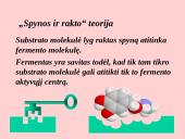 Fermentai. Virškinimo ypatumai  6 puslapis