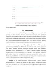 Darnus vystymasis 15 puslapis