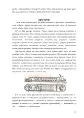 Vandens transportas 19 puslapis