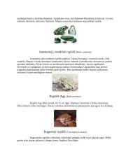 Varliagyviai 15 puslapis