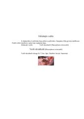 Varliagyviai 6 puslapis