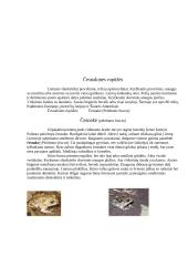 Varliagyviai 7 puslapis