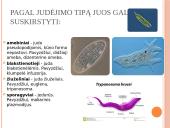 Protistų karalystė. Kas yra protistai? 3 puslapis