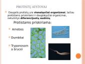 Protistų karalystė. Kas yra protistai? 4 puslapis