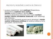 Protistų karalystė. Kas yra protistai? 6 puslapis