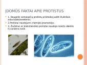 Protistų karalystė. Kas yra protistai? 7 puslapis