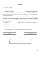 Verslo planas: prekyba buitine technika UAB "Palengvink buitį" 13 puslapis