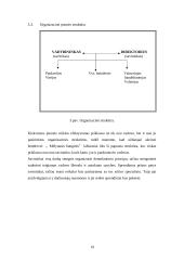 Verslo planas: žuvies ir jūros gėrybių pardavimas UAB "Mėlynasis banginis" 20 puslapis