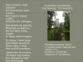 Realizmas lietuvių literatūroje 13 puslapis