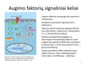 Ląstelės dalijimasis – mitozė  ir mejozė  12 puslapis