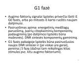 Ląstelės dalijimasis – mitozė  ir mejozė  13 puslapis