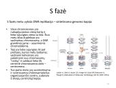 Ląstelės dalijimasis – mitozė  ir mejozė  14 puslapis