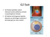 Ląstelės dalijimasis – mitozė  ir mejozė  15 puslapis