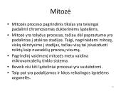 Ląstelės dalijimasis – mitozė  ir mejozė  16 puslapis