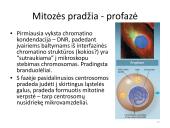 Ląstelės dalijimasis – mitozė  ir mejozė  17 puslapis