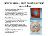 Ląstelės dalijimasis – mitozė  ir mejozė  18 puslapis