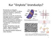 Ląstelės dalijimasis – mitozė  ir mejozė  19 puslapis