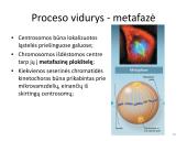 Ląstelės dalijimasis – mitozė  ir mejozė  20 puslapis