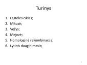 Ląstelės dalijimasis – mitozė  ir mejozė  3 puslapis