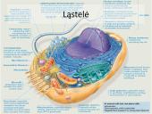 Ląstelės dalijimasis – mitozė  ir mejozė  5 puslapis