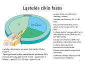 Ląstelės dalijimasis – mitozė  ir mejozė  9 puslapis