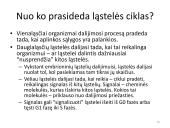 Ląstelės dalijimasis – mitozė  ir mejozė  10 puslapis