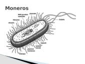 Moneros, bakterijos ląstelės