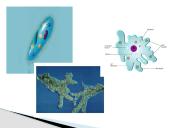 Protistai 3 puslapis