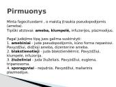 Protistai 5 puslapis