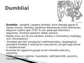 Protistai 7 puslapis