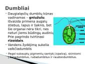 Protistai 8 puslapis