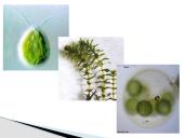 Protistai 9 puslapis