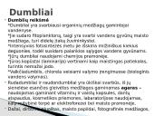 Protistai 10 puslapis