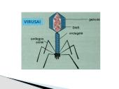 Virusai pristatymas 3 puslapis