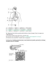 Homeostazė, šalinimas, nervų sistema, liaukos 8 puslapis