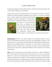 Voragyviai ir plėšriavoriai 3 puslapis