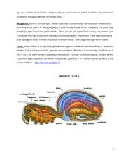 Voragyviai ir plėšriavoriai 4 puslapis