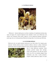 Voragyviai ir plėšriavoriai 7 puslapis