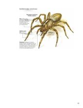 Voragyviai ir plėšriavoriai 10 puslapis