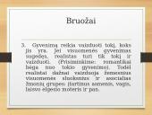 Realizmas pristatymas 8 puslapis