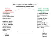 Šekspyras Hamletas ir Ofelija – skirtingos asmenybės 4 puslapis