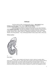 Žmogaus organizmo šalinimo metodai 5 puslapis