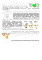 Ląstelės sudėtis 11 puslapis