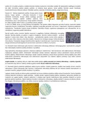 Ląstelės sudėtis 8 puslapis