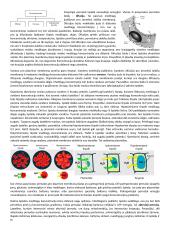 Ląstelės sudėtis 10 puslapis
